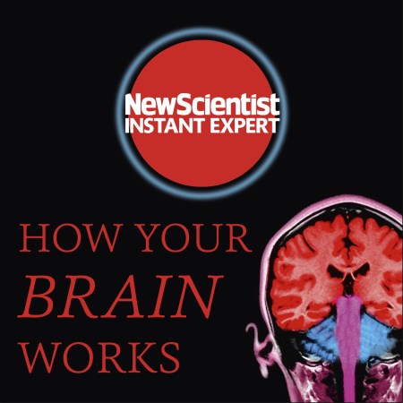 How Your Brain Works