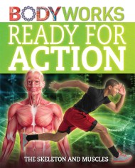 BodyWorks: Ready for Action: The Skeleton and Muscles